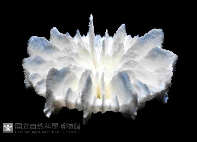 韋氏冠杯珊瑚藏品圖，第2張