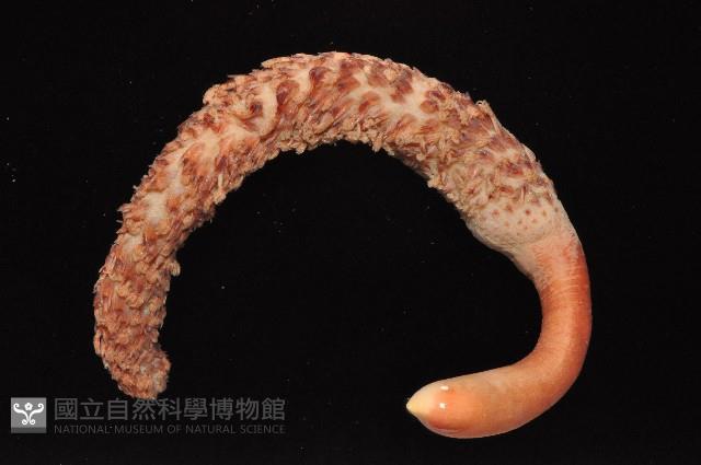 麥氏棘羽海鰓藏品圖，第2張