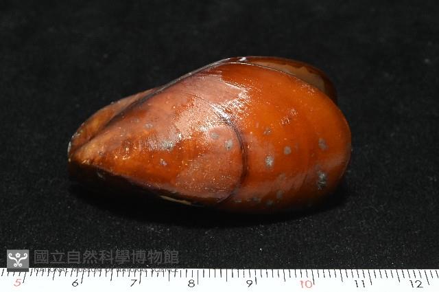 平端深海殼菜蛤藏品圖，第2張