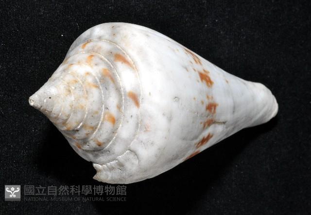 大佛塔芋螺藏品圖，第2張