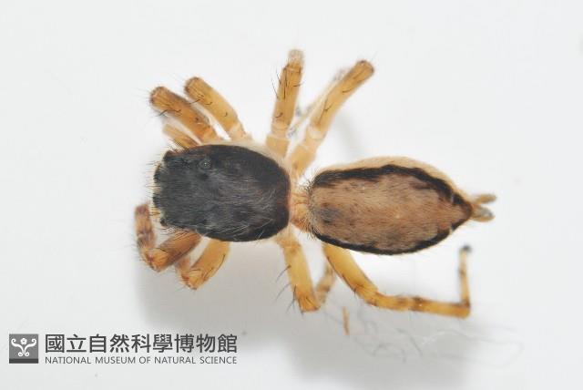 雙帶扁蠅虎藏品圖，第2張