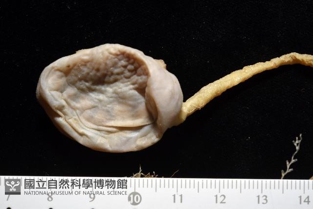 北極有柄海鞘藏品圖，第2張
