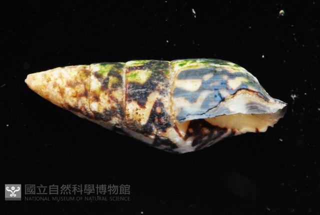 似長麥螺(馬登氏麥螺)藏品圖，第2張