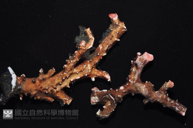 未知種紅珊瑚藏品圖，第2張