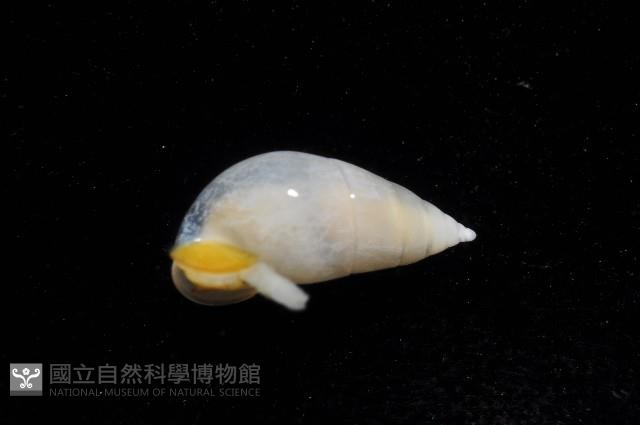 瓷螺之一種藏品圖，第2張