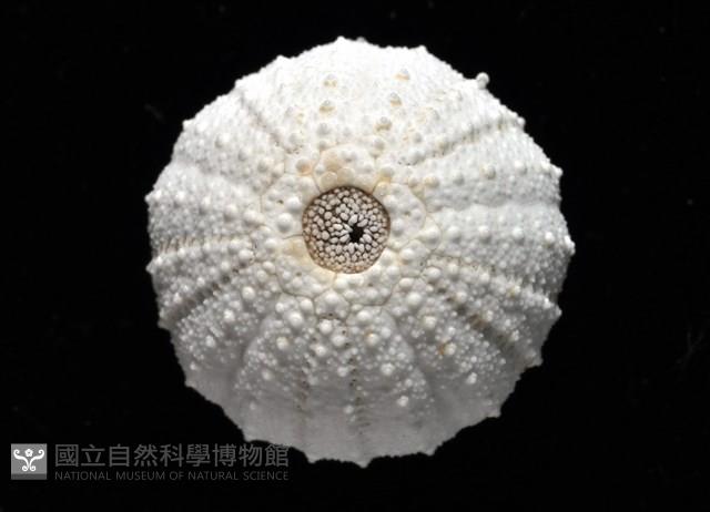 艾氏鋸海膽藏品圖，第2張