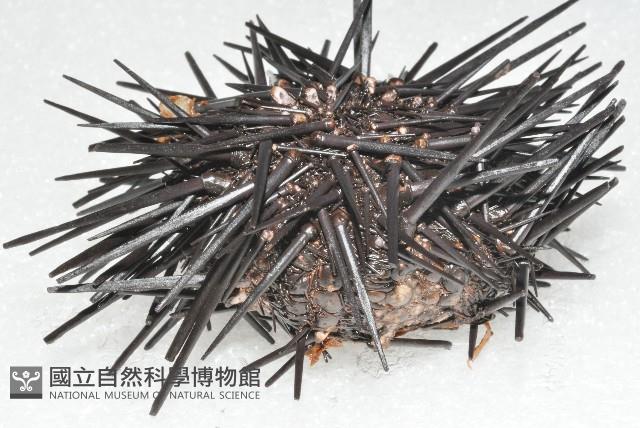 加州紅海膽藏品圖，第2張