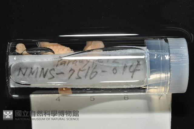梧棲搓蟄蟲藏品圖，第2張