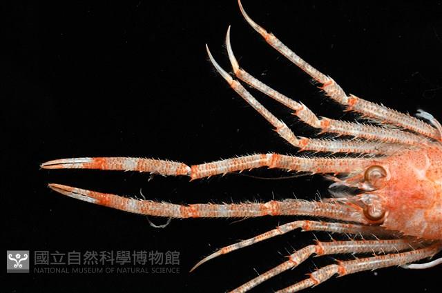 三脊似刺鎧蝦藏品圖，第2張