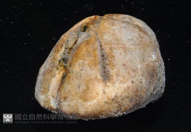 命運神海膽藏品圖，第2張