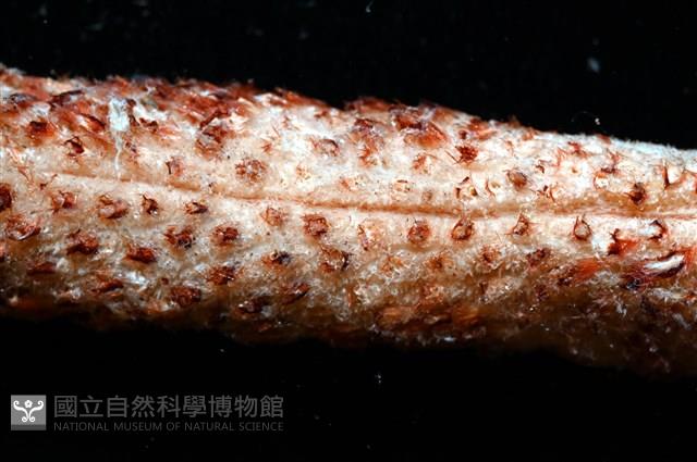 麥氏棘羽海鰓藏品圖，第2張