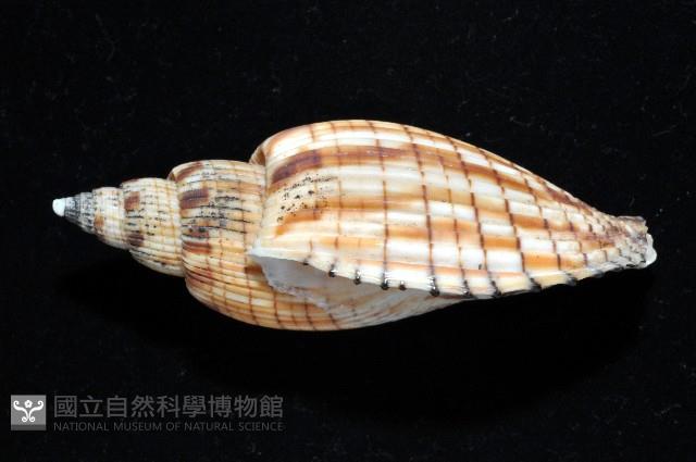 黑田渦螺藏品圖，第2張
