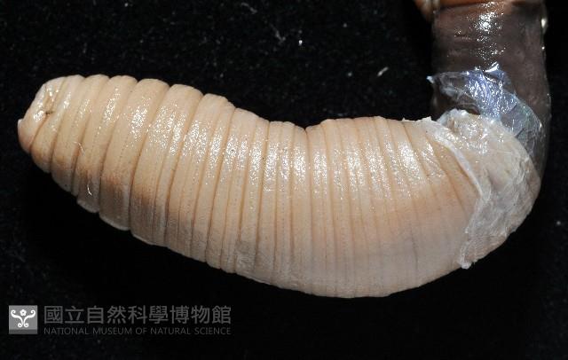高屏遠環蚓藏品圖，第2張