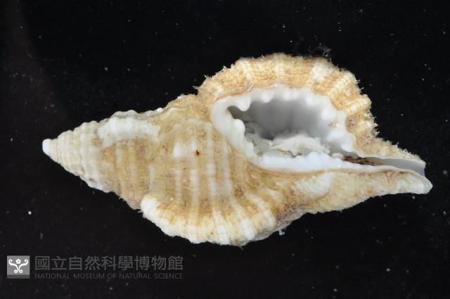 小白法螺藏品圖，第2張