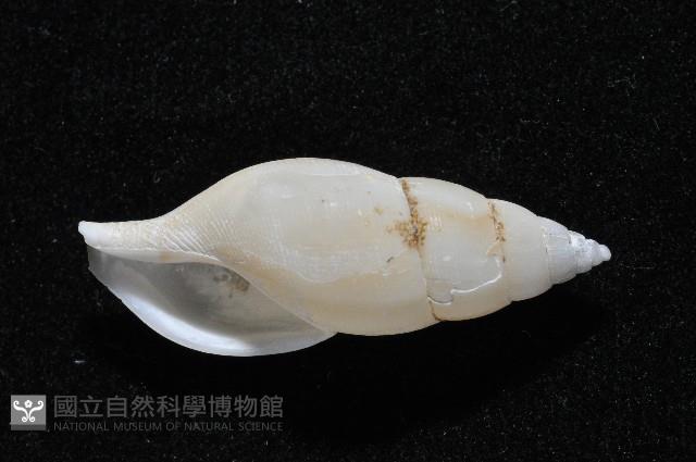 子彈布紋螺藏品圖，第2張