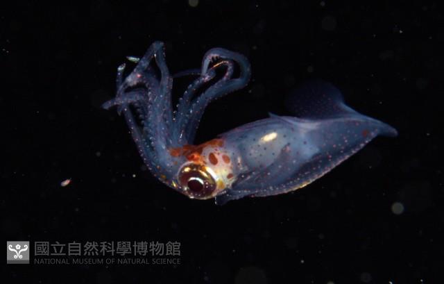 線紋擬鉤腕魷藏品圖，第2張