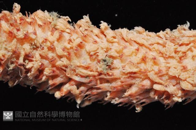 麥氏棘羽海鰓藏品圖，第2張