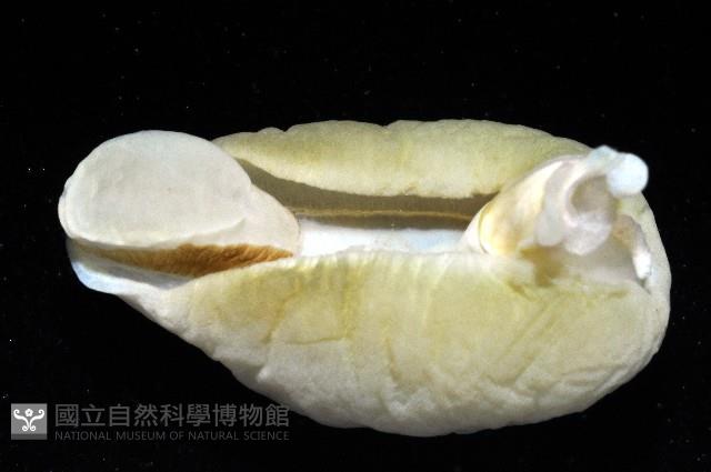 翡翠螺藏品圖，第2張