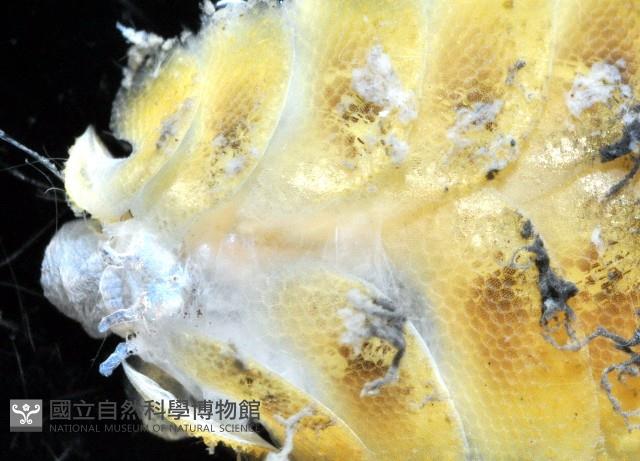 粗糙雙指鱗蟲藏品圖，第2張
