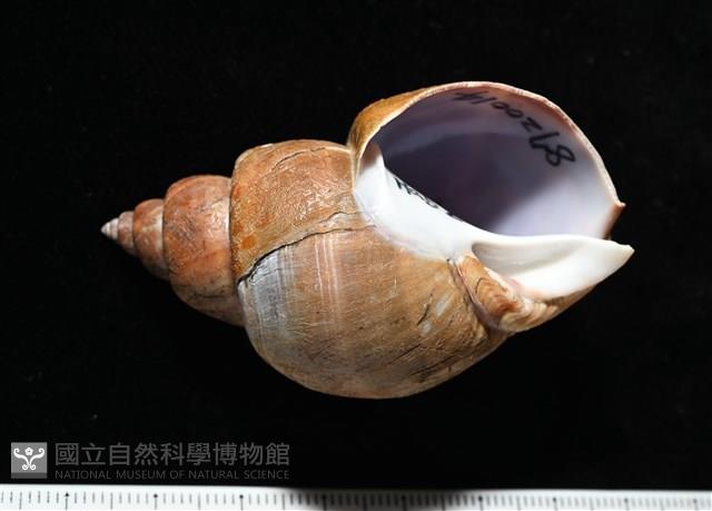 波部鳳螺藏品圖，第2張