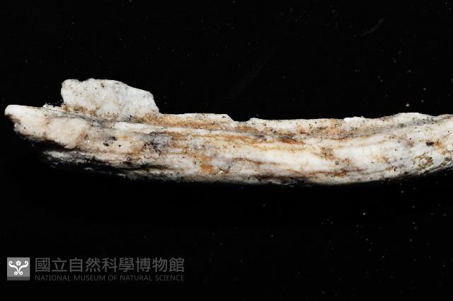 未知種莖管珊瑚藏品圖，第2張