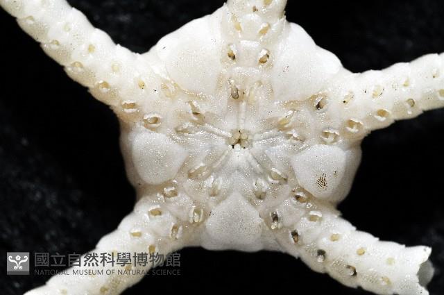 深海粗蛇尾藏品圖，第2張