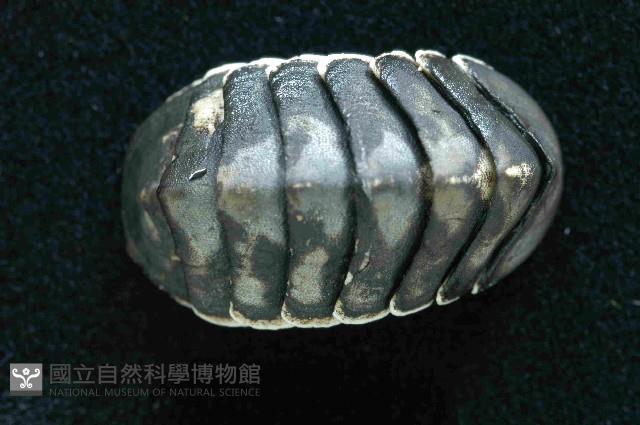 未知種深海石鱉藏品圖，第2張