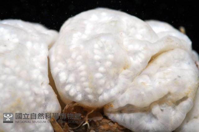 未知種短腹海鞘藏品圖，第2張