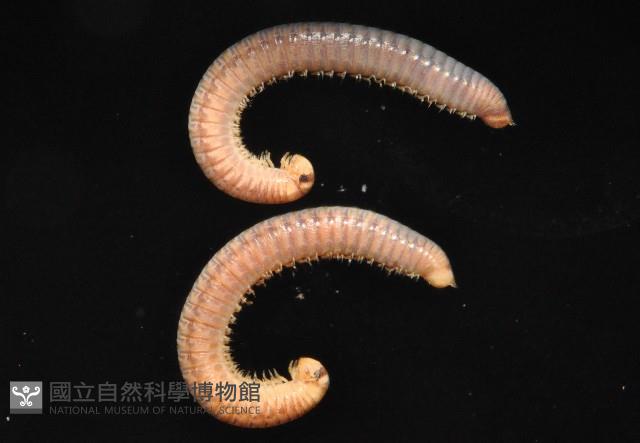 未知種姬馬陸藏品圖，第2張
