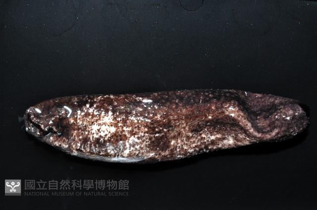 黑囊皮參藏品圖，第2張