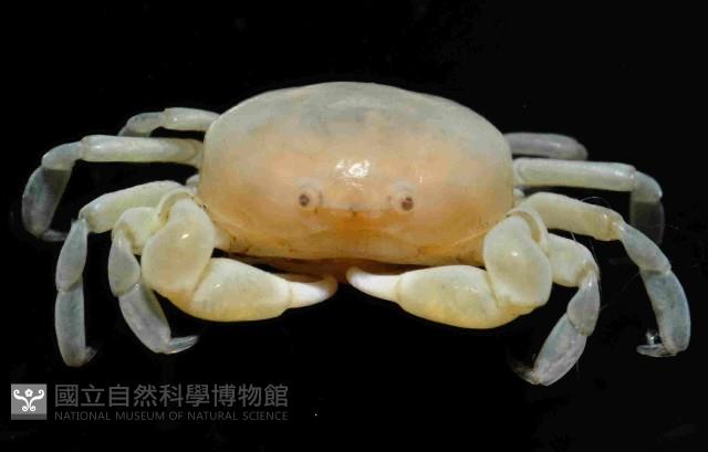雙齒豆蟹藏品圖，第2張