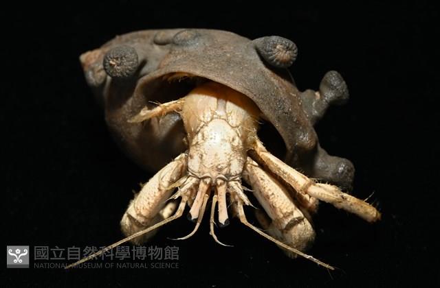 寄居蟹鞘群海葵藏品圖，第2張