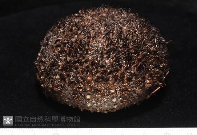 魯氏硬海膽藏品圖，第2張