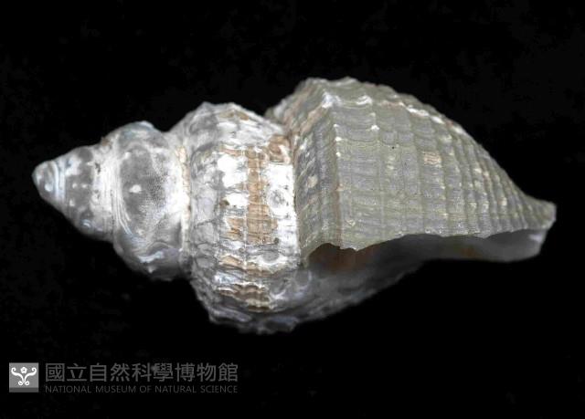 深海捲管螺之一種藏品圖，第2張