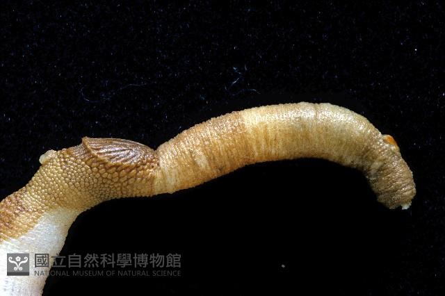 斯氏盾管星蟲藏品圖，第2張