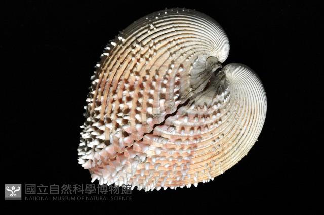 多刺鳥尾蛤藏品圖，第2張