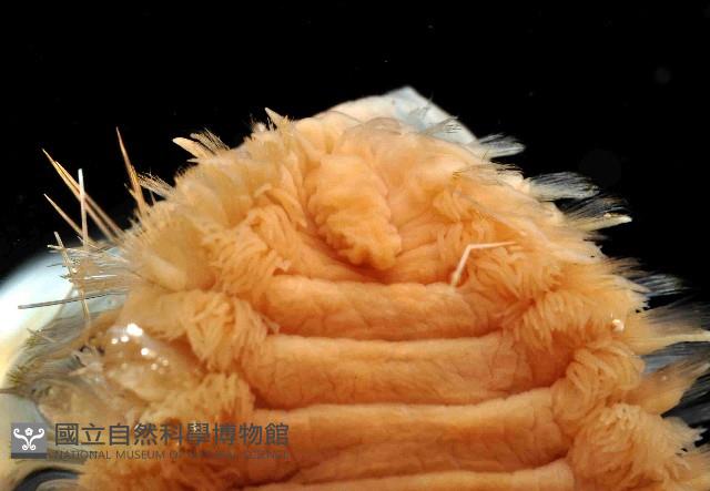 扁猶帝蟲藏品圖，第2張