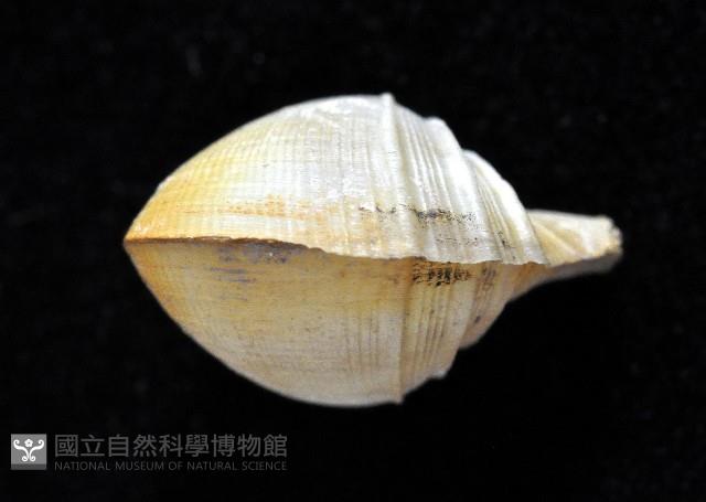 寶島杓蛤藏品圖，第2張
