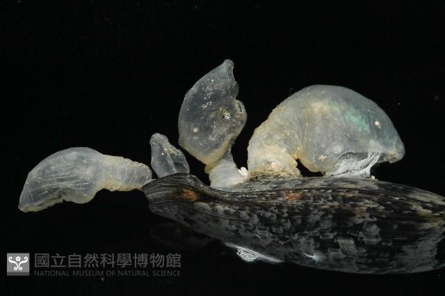 日本異茗荷藏品圖，第2張