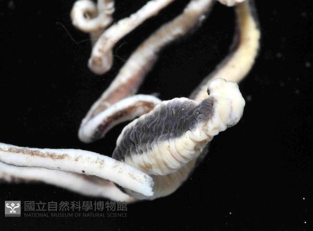 曙光無溝紐蟲藏品圖，第2張
