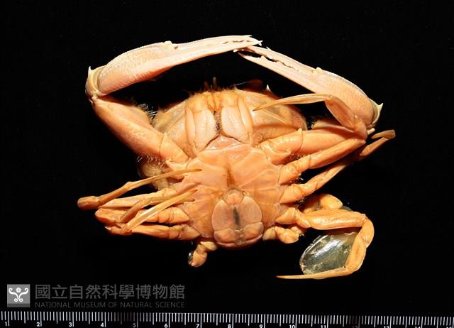 虹色圓趾蟹藏品圖，第2張