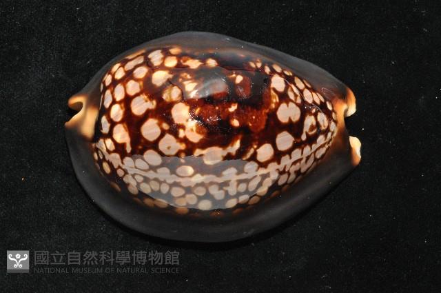 龜甲寶螺藏品圖，第2張