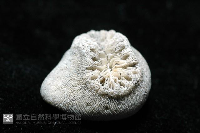 螺形歧異沙珊瑚藏品圖，第2張