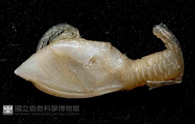 大肚遠鎧茗荷藏品圖，第2張