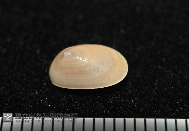 梳齒笠螺之一種藏品圖，第2張