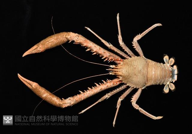 繩舞真刺蝦藏品圖，第2張