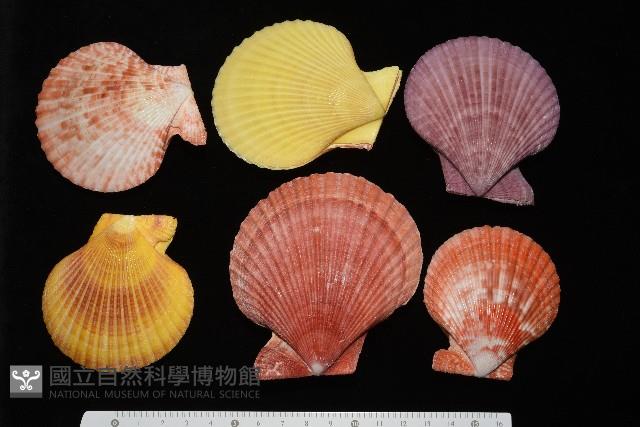 高貴海扇蛤藏品圖，第2張