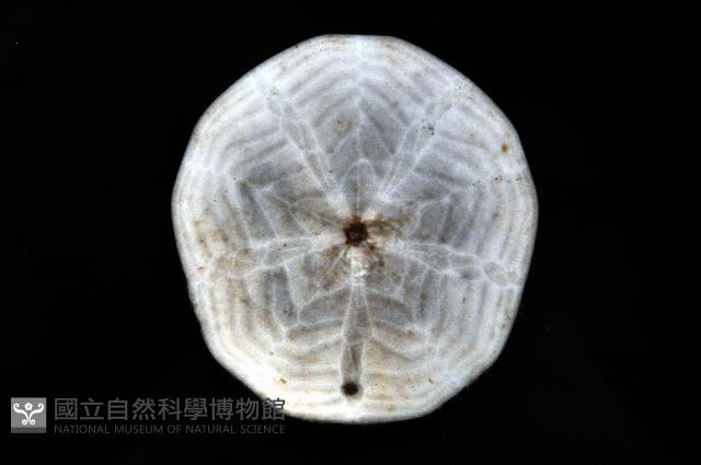 雷氏餅海膽藏品圖，第2張