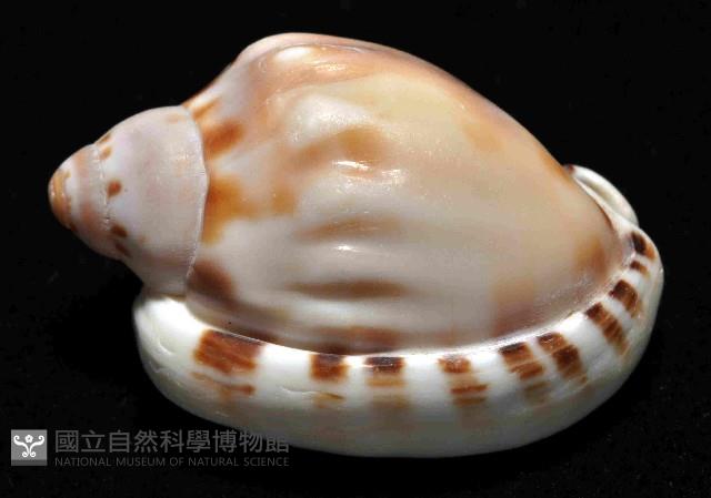 斑點小鬘螺藏品圖，第2張