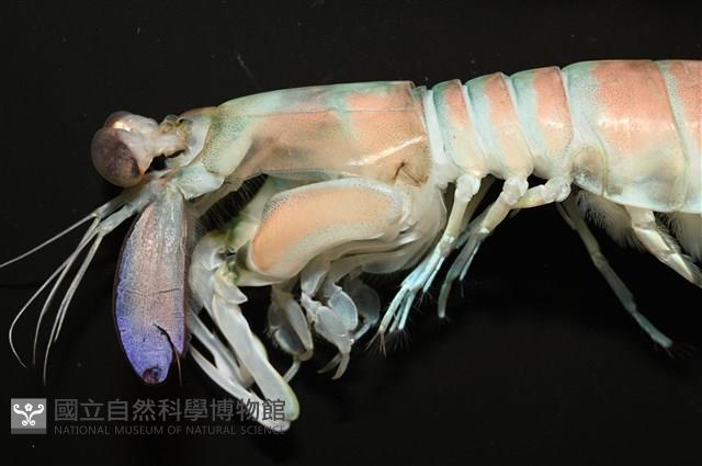 脊尾齒指蝦蛄藏品圖，第2張